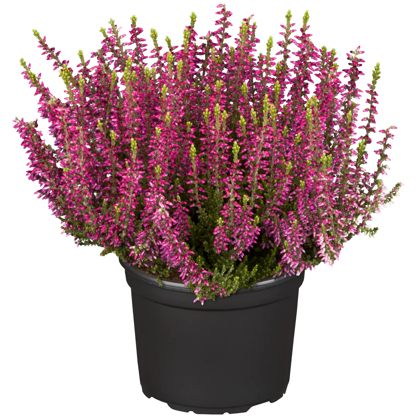 Calluna vulgaris 'Gardengirls' -R- i.S. Calluna vulgaris 'Gardengirls' -R- i.S.