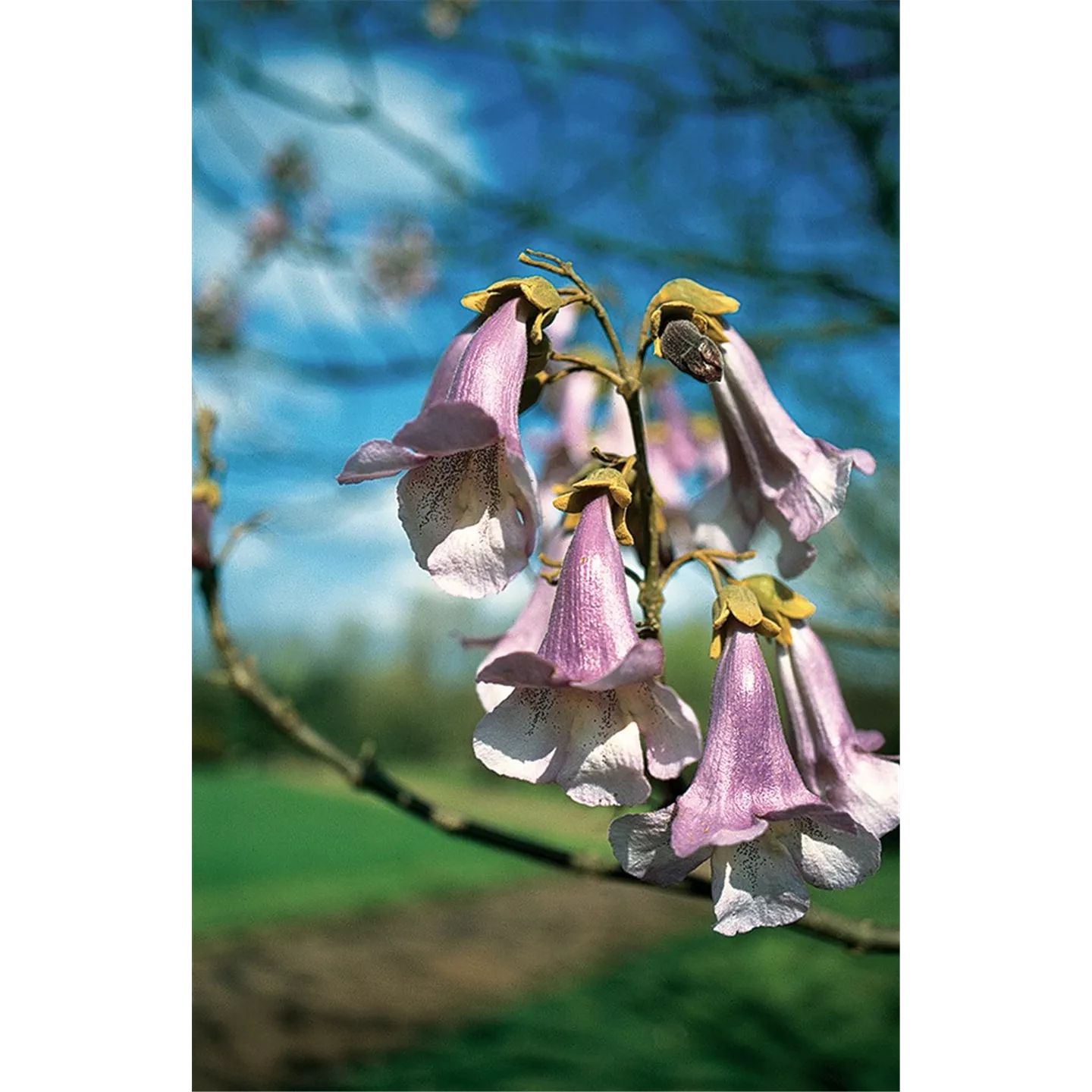 Paulownia tomentosa