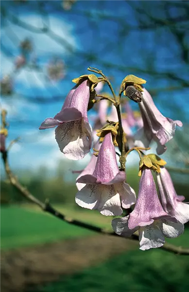 Paulownia tomentosa Blauglockenbaum