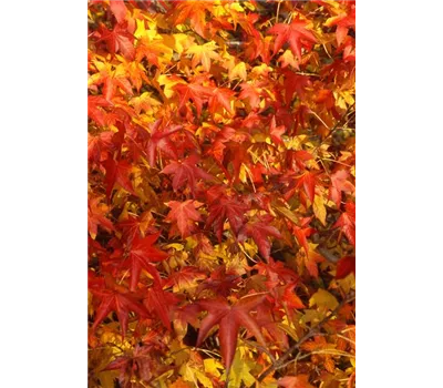 Amberbaum Amberbaum