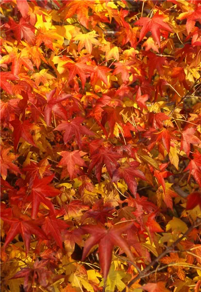 Liquidambar styraciflua 'Worplesdon' Amberbaum