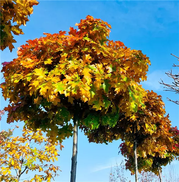 Quercus palustris 'Green Dwarf' Sumpf-Eiche