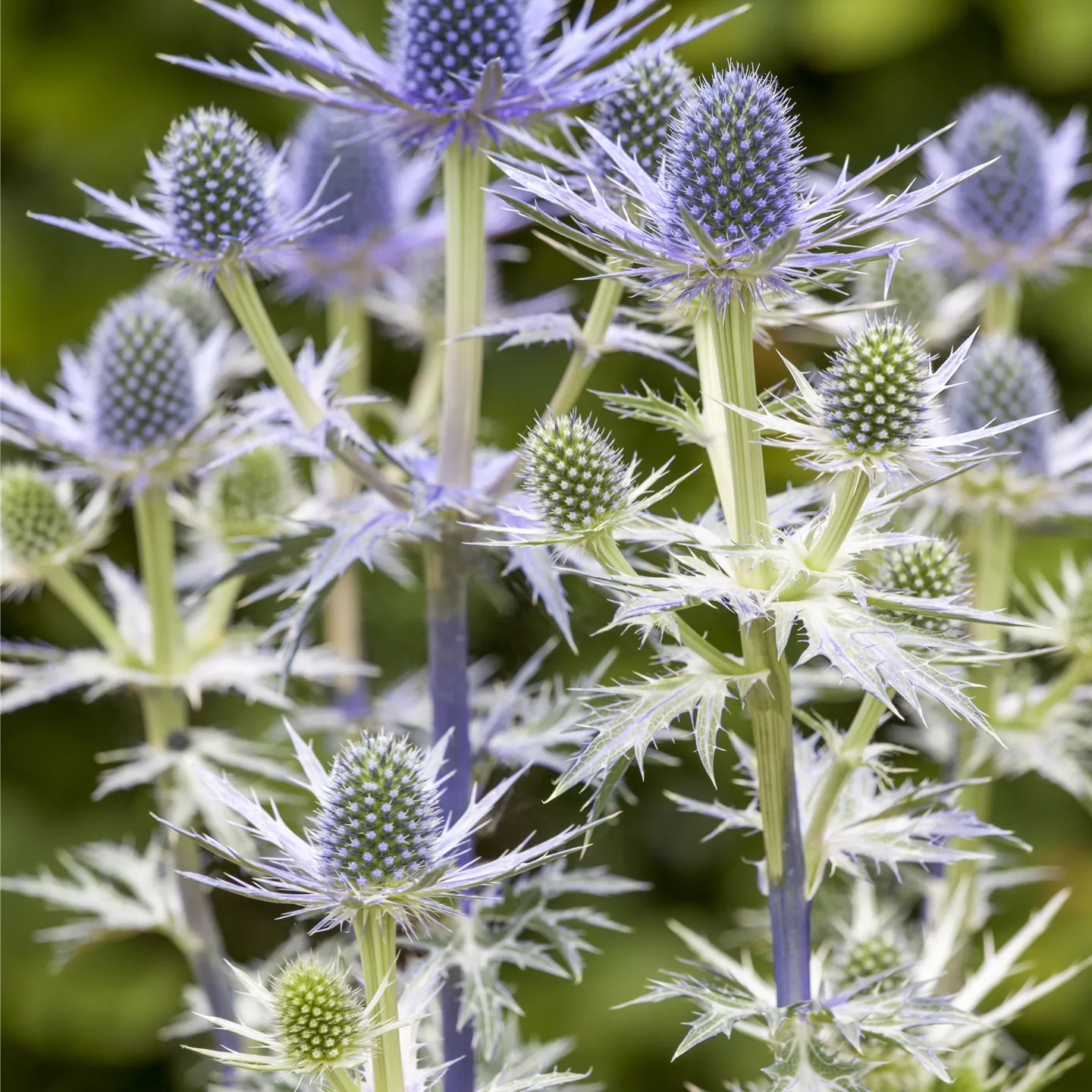 Eryngium x zabelii 'Big Blue'