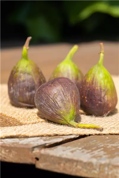 Ficus carica 'Little Miss Figgy'  -R-  CAC Feige 'Little Miss Figgy' -R-