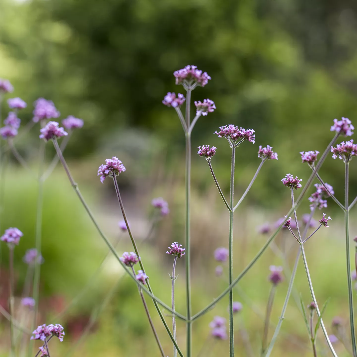 Verbena bonariensis