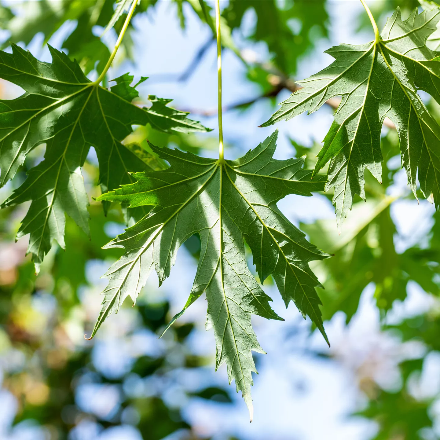 Acer saccharinum 'Laciniatum Wieri' Acer saccharinum 'Laciniatum Wieri'