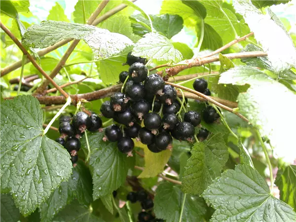 Ribes nigrum 'Titania'(s)