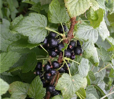 Schwarze Johannisbeere Schwarze Johannisbeere