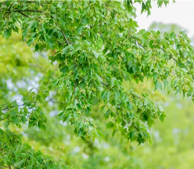 Dreispitziger Ahorn Dreispitziger Ahorn