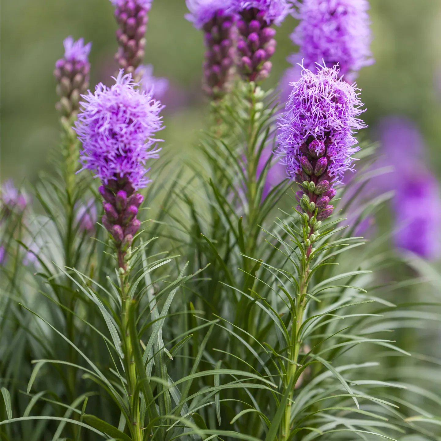 Liatris spicata 'Kobold'