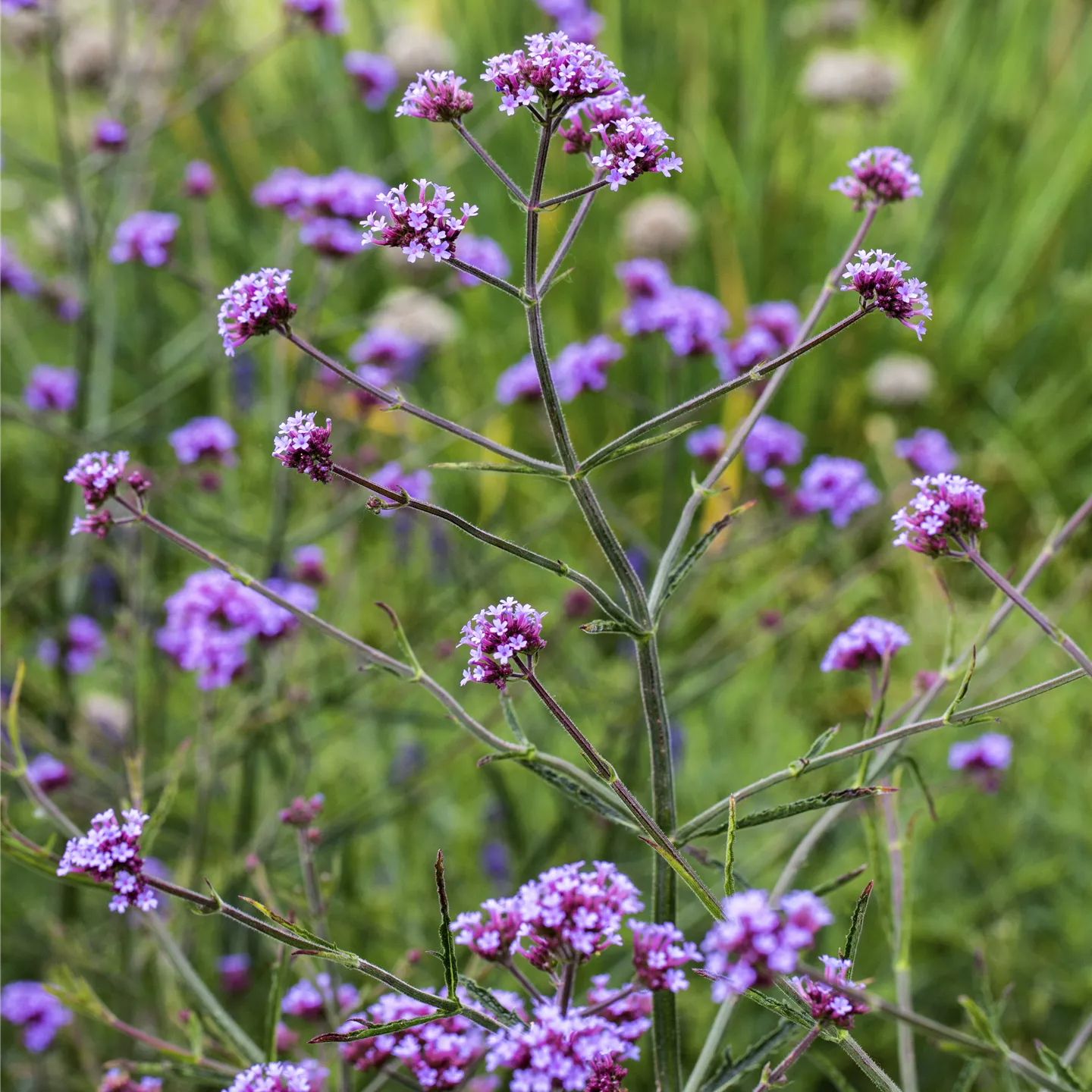 Verbena bonariensis 'Lollipop' -R-
