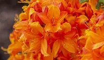Rhododendron lut.'Golden Eagle', Sommergrne Azalee im Pflanzenshop