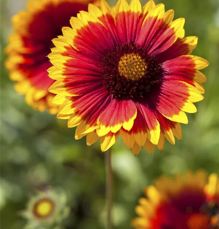 Garten-Kokardenblume