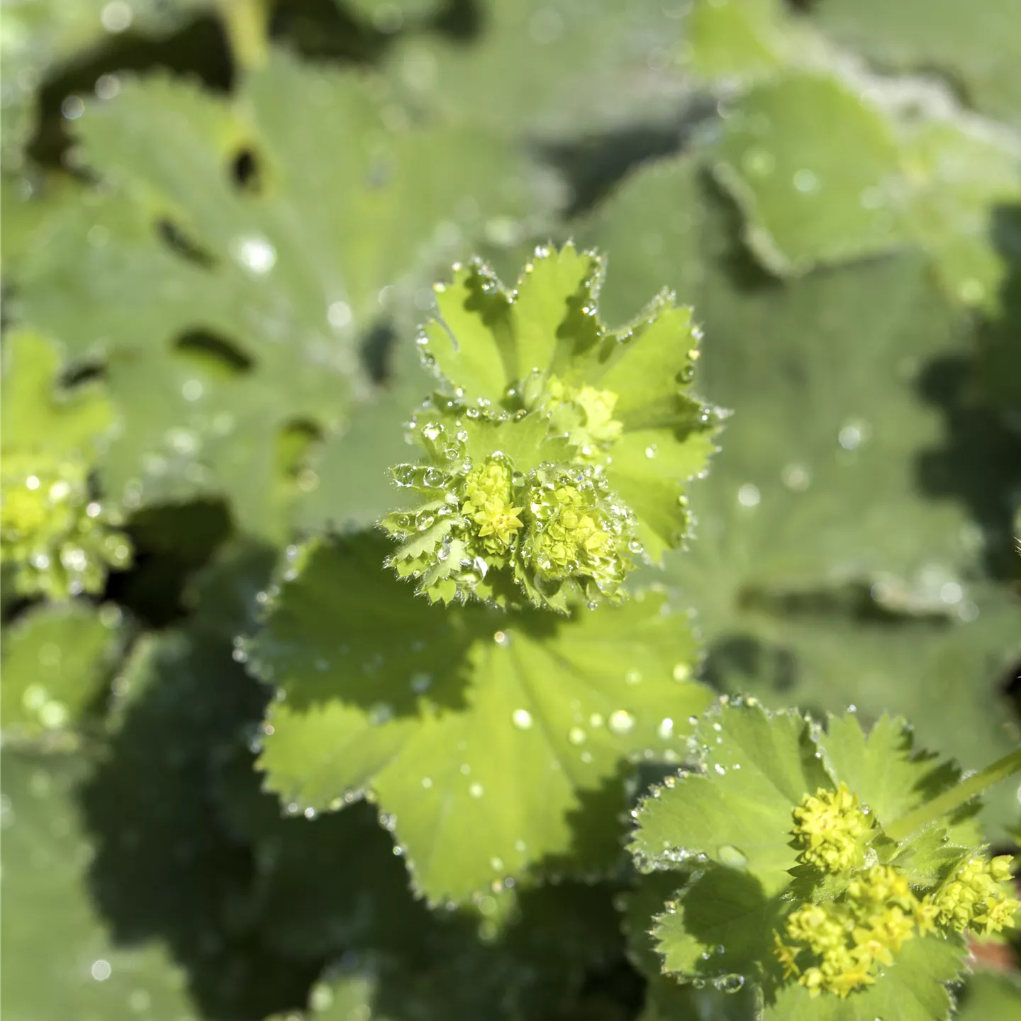 Alchemilla mollis 'Thriller'
