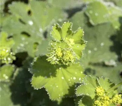 Großblättriger Frauenmantel