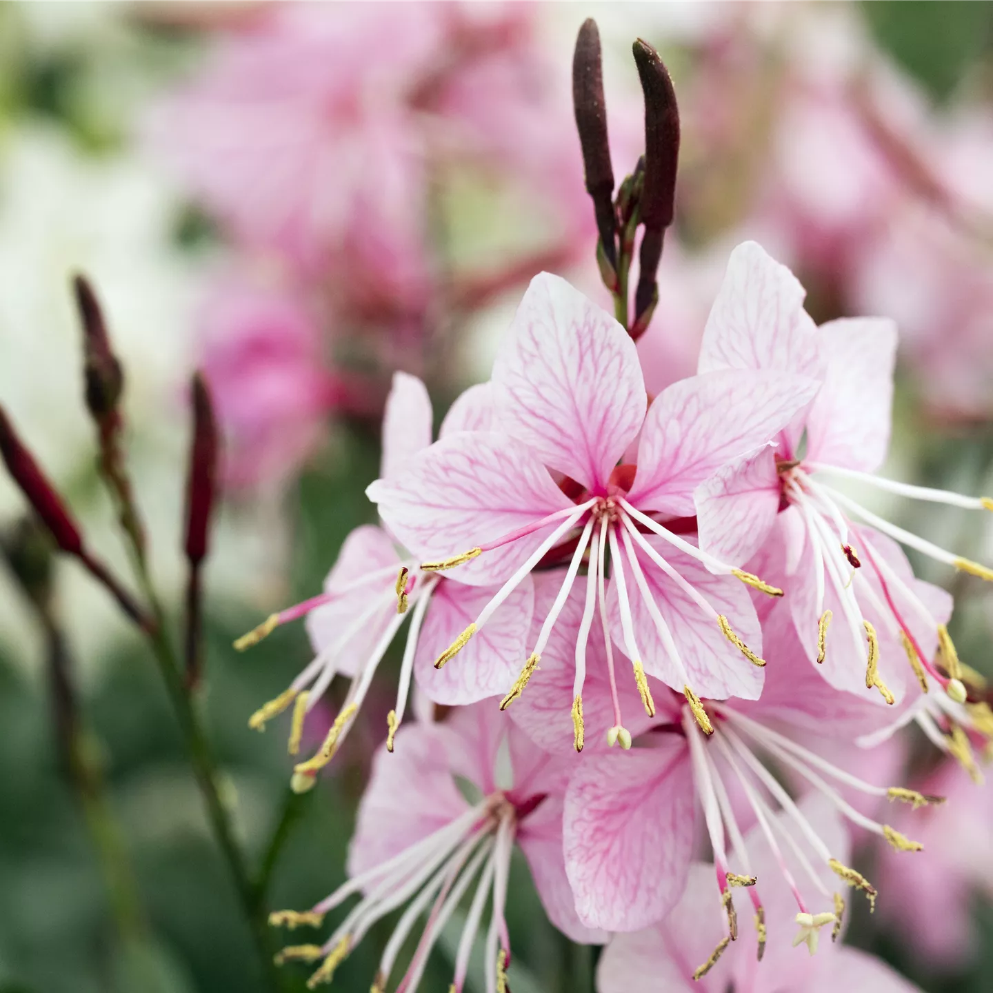 Gaura lindheimerii 'Gambit Rose'