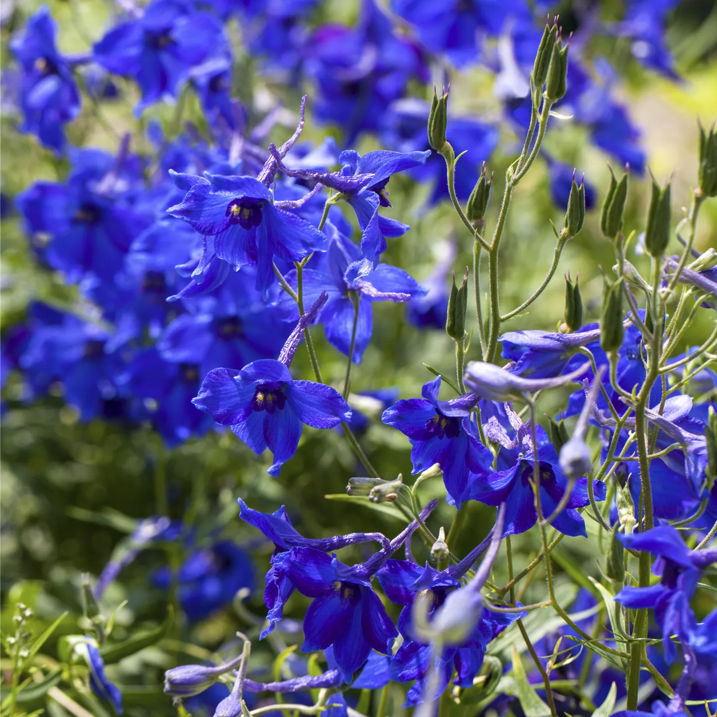 Delphinium x bellad.'Völkerfrieden'