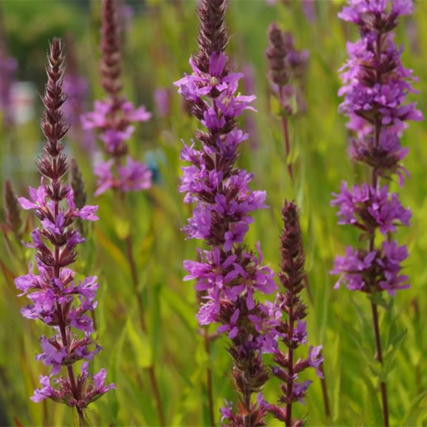 Lythrum salicaria 'Robert'