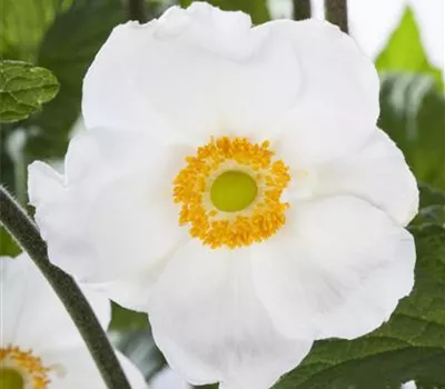 Großes Wald-Windröschen