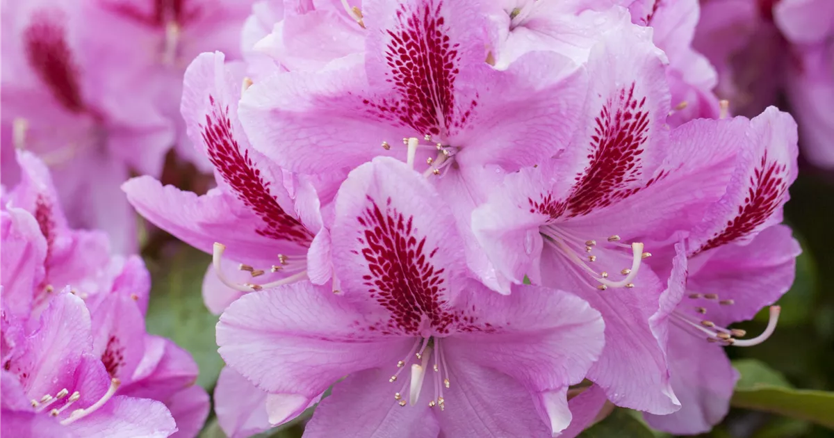 Rhododendron Hybr.'Furnivall's Daughter', Rhododendron-Hybride 'Furnivall's  Daughter' im Pflanzenshop