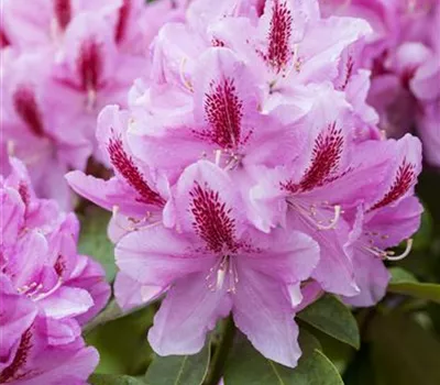 Rhododendron-Hybride 'Furnivall's Daughter'