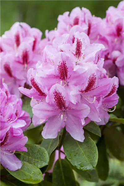 Rhododendron Hybr.'Furnivall's Daughter' Rhododendron-Hybride 'Furnivall's Daughter'