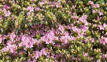 Rhododendron obt.'Kermesina Rose', Japanische Azalee im Pflanzenshop