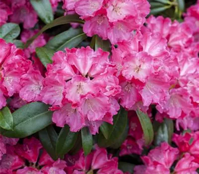 Rhododendron-Hybride 'Germania' -R-