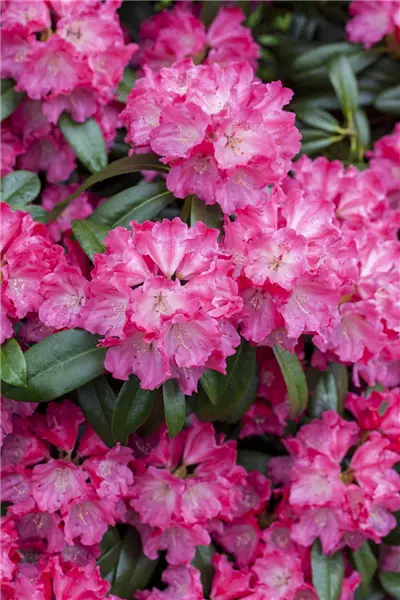 Rhododendron Hybr.'Germania'  -R- Rhododendron-Hybride 'Germania'  -R-