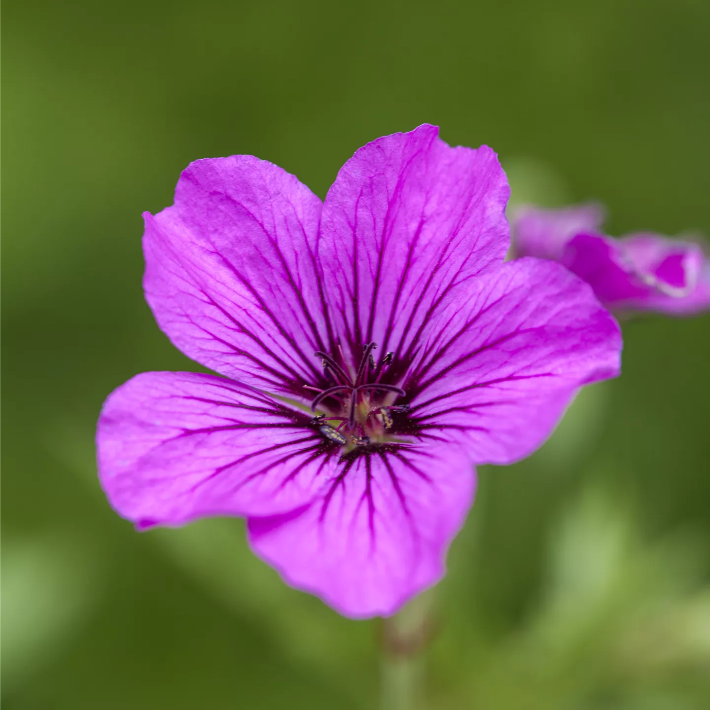Geranium psilostemon 'Patricia'
