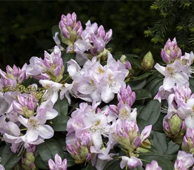 Rhododendron-Hybride 'Gomer Waterer'