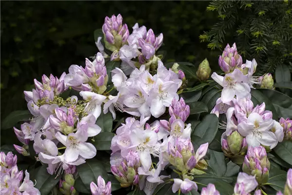 Rhododendron Hybr.'Gomer Waterer' Rhododendron-Hybride 'Gomer Waterer'