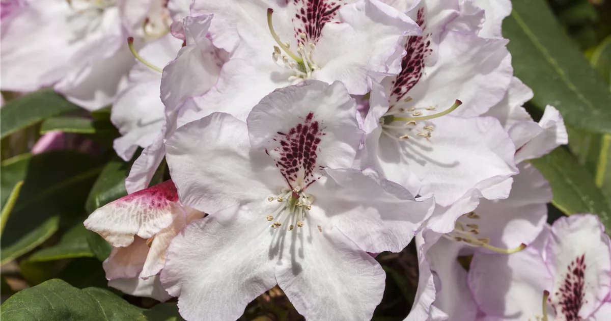 Rhododendron Hybr.'Gudrun', Rhododendron-Hybride 'Gudrun' im Pflanzenshop