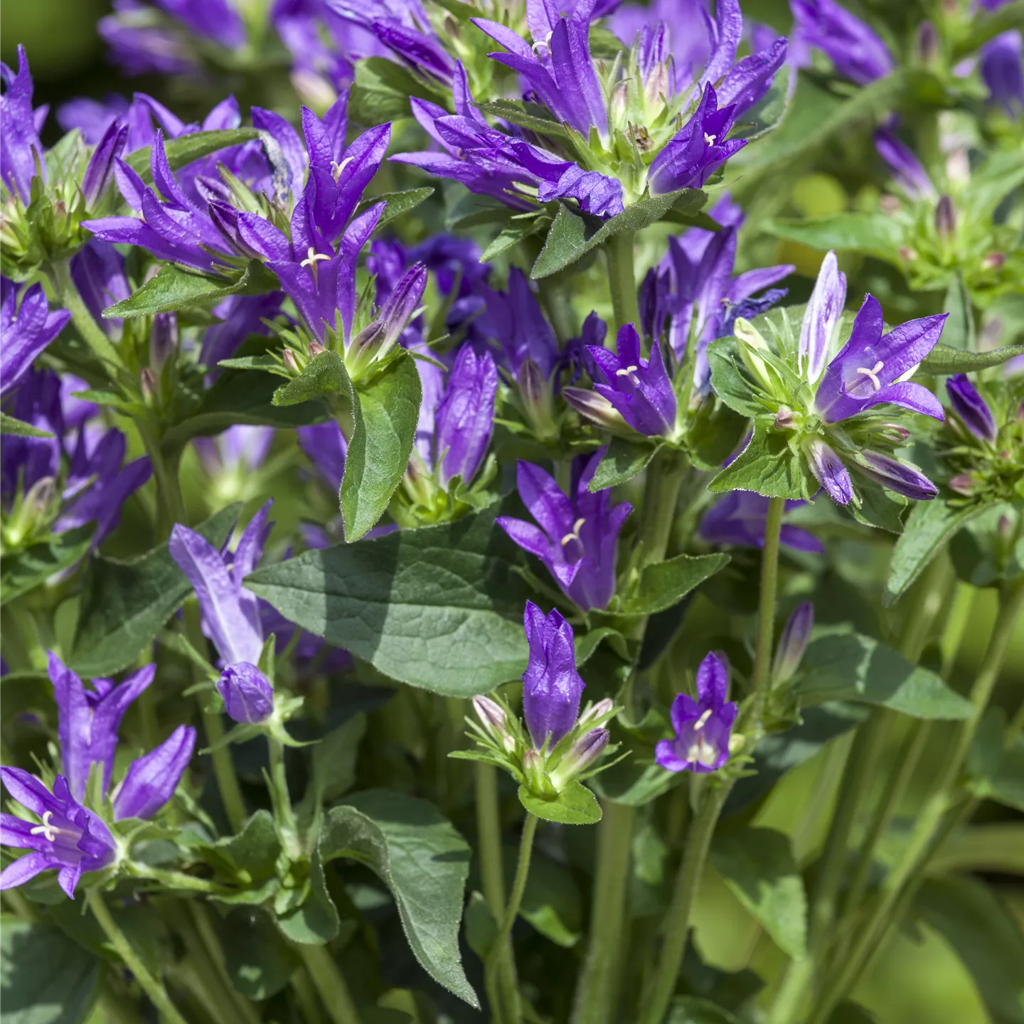 Campanula glomerata 'Acaulis'