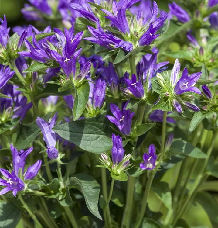 Zwerg-Knäuel-Glockenblume