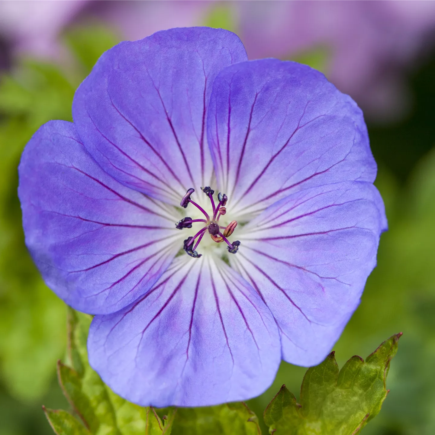Geranium wallichianum 'Azure Rush' -R- Geranium wallichianum 'Azure Rush' -R-