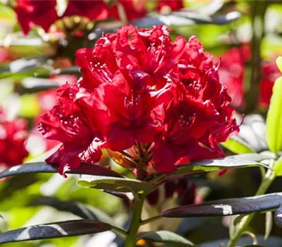 Rhododendron-Hybride 'Karl Naue'