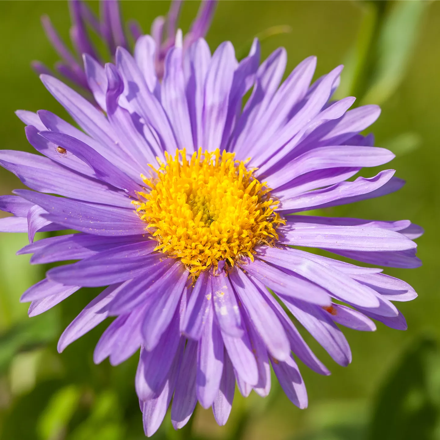 Aster alpinus 'Dunkle Schöne'