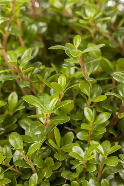 Ilex crenata 'Glorie Gem' Berg-Ilex
