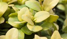 Ilex crenata 'Glorie Gem', Berg-Ilex im Pflanzenshop