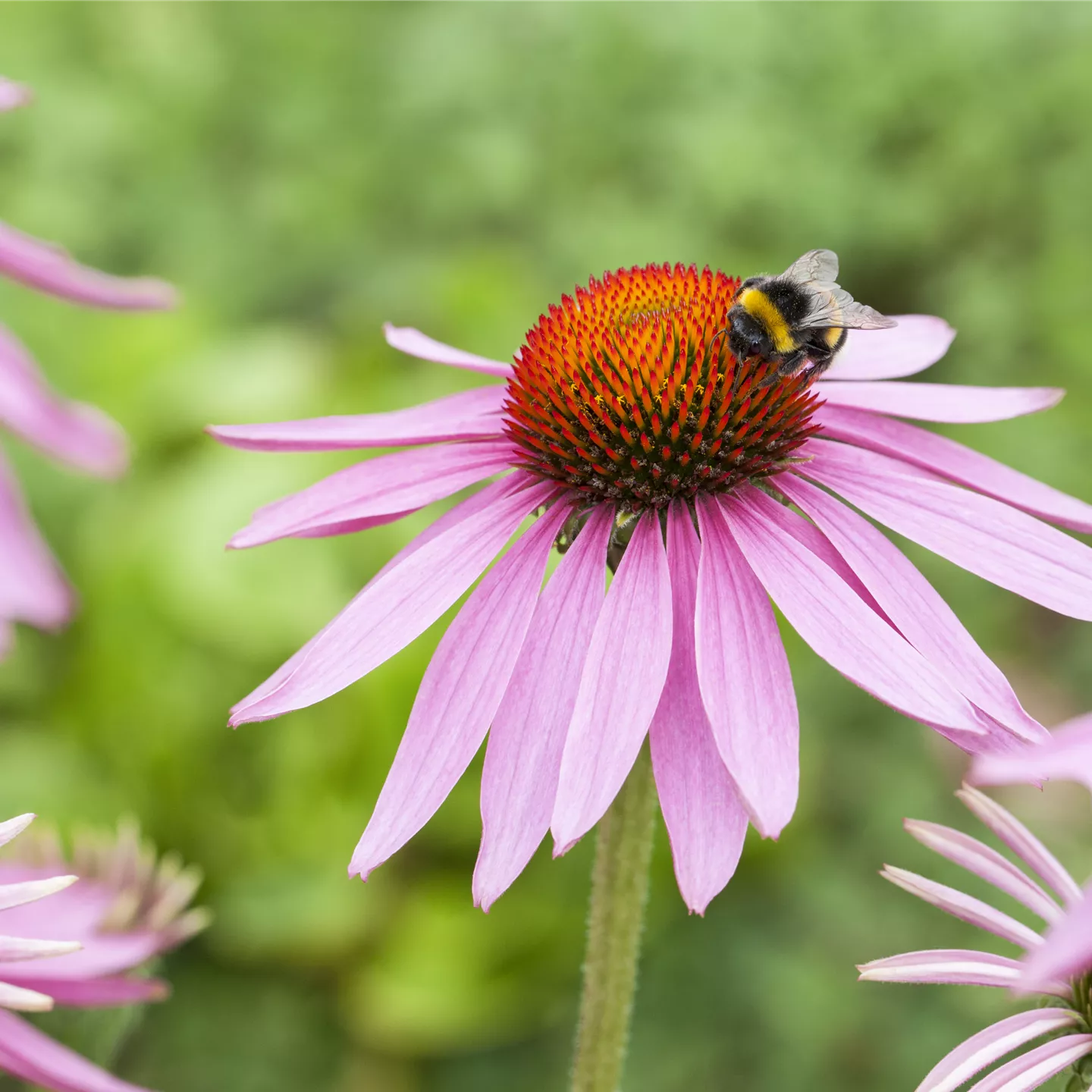 Echinacea purpurea 'Magnus' Echinacea purpurea 'Magnus'