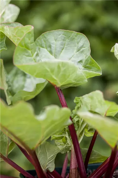 Rheum rhabarbarum 'Holsteiner Blut' Rhabarber