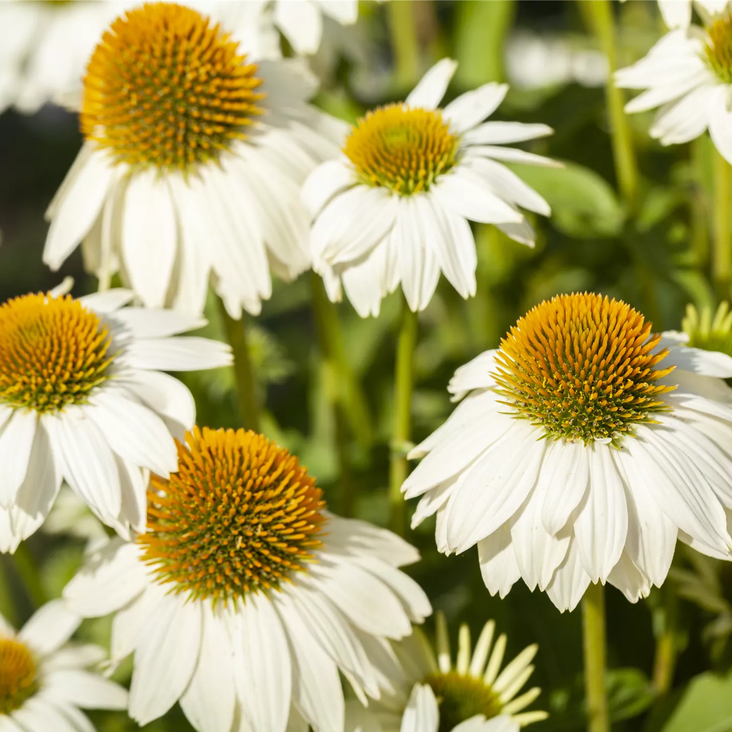 Echinacea purpurea 'PowWow White'