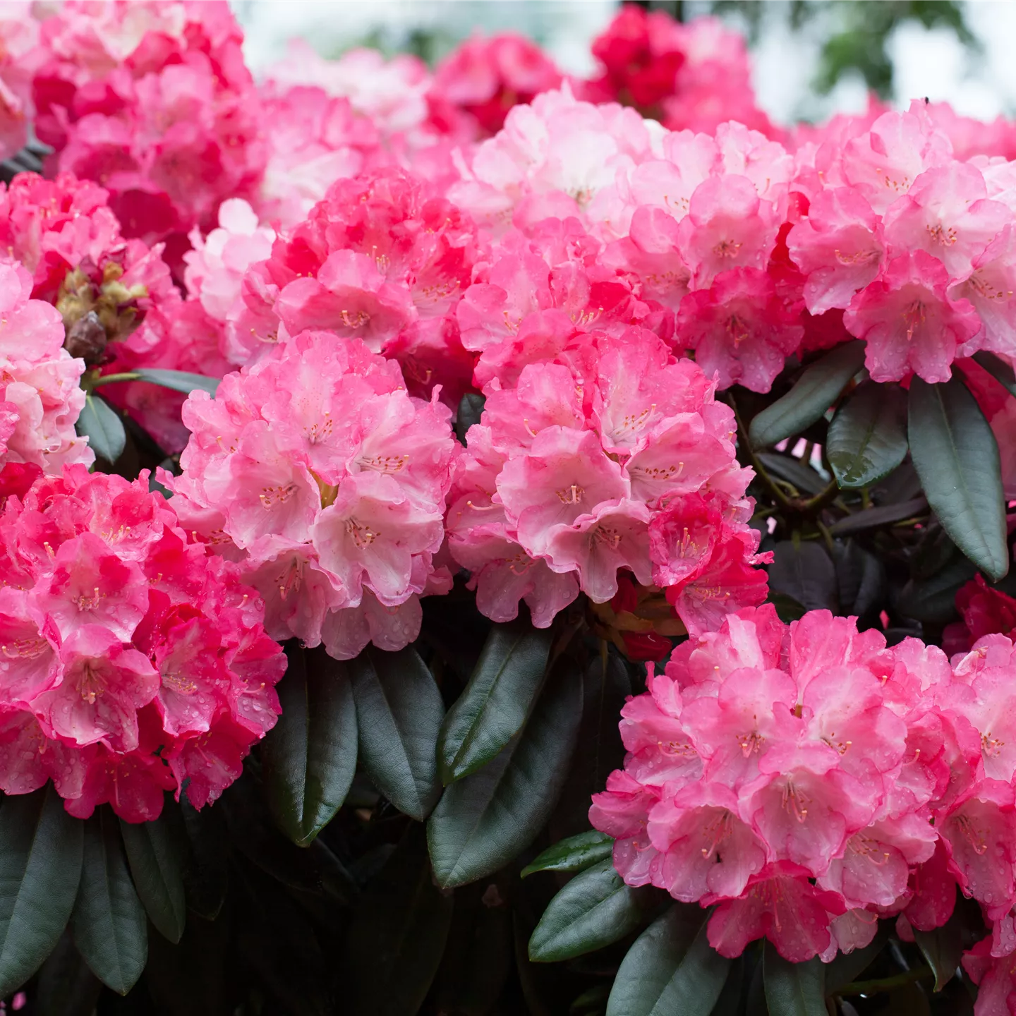Rhododendron yak.'Fantastica'