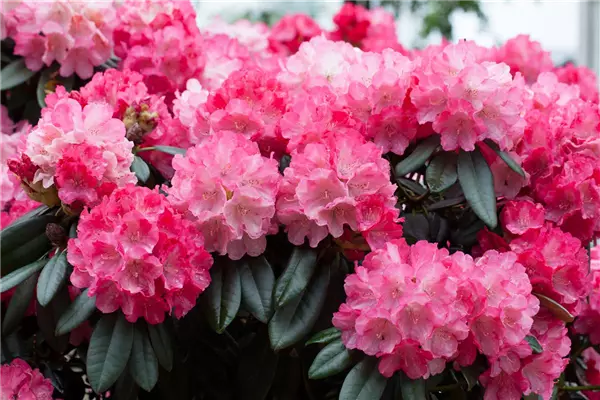Rhododendron yak.'Fantastica' Yaku-Rhododendron