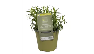 Bildvorschau