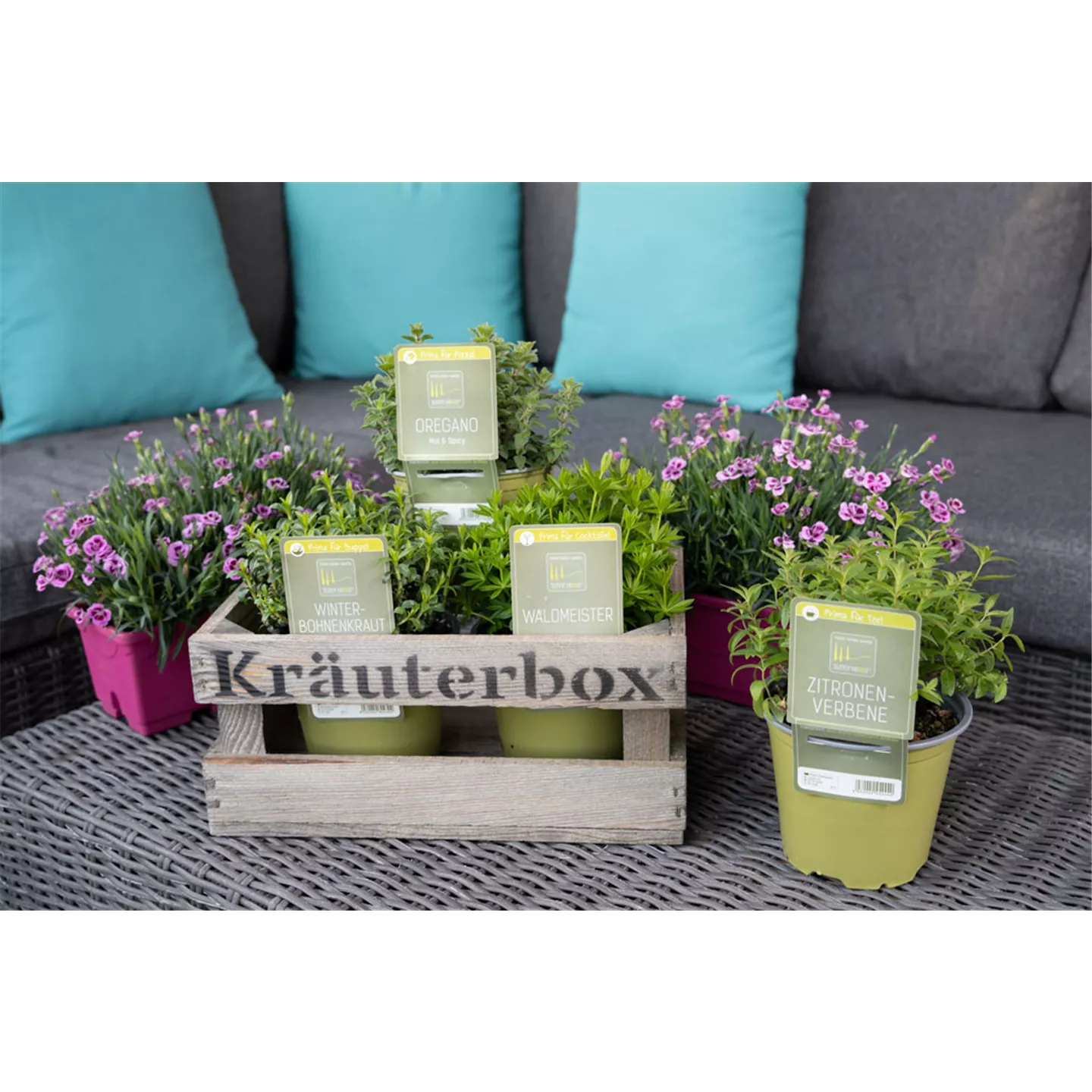 Kräuter in Sorten "Sunny Herbs"