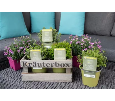 Gewürz- und Heilkräuter "Sunny Herbs"