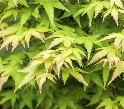 Fächerahorn 'Bi-hoo' Fächerahorn 'Bi-hoo'