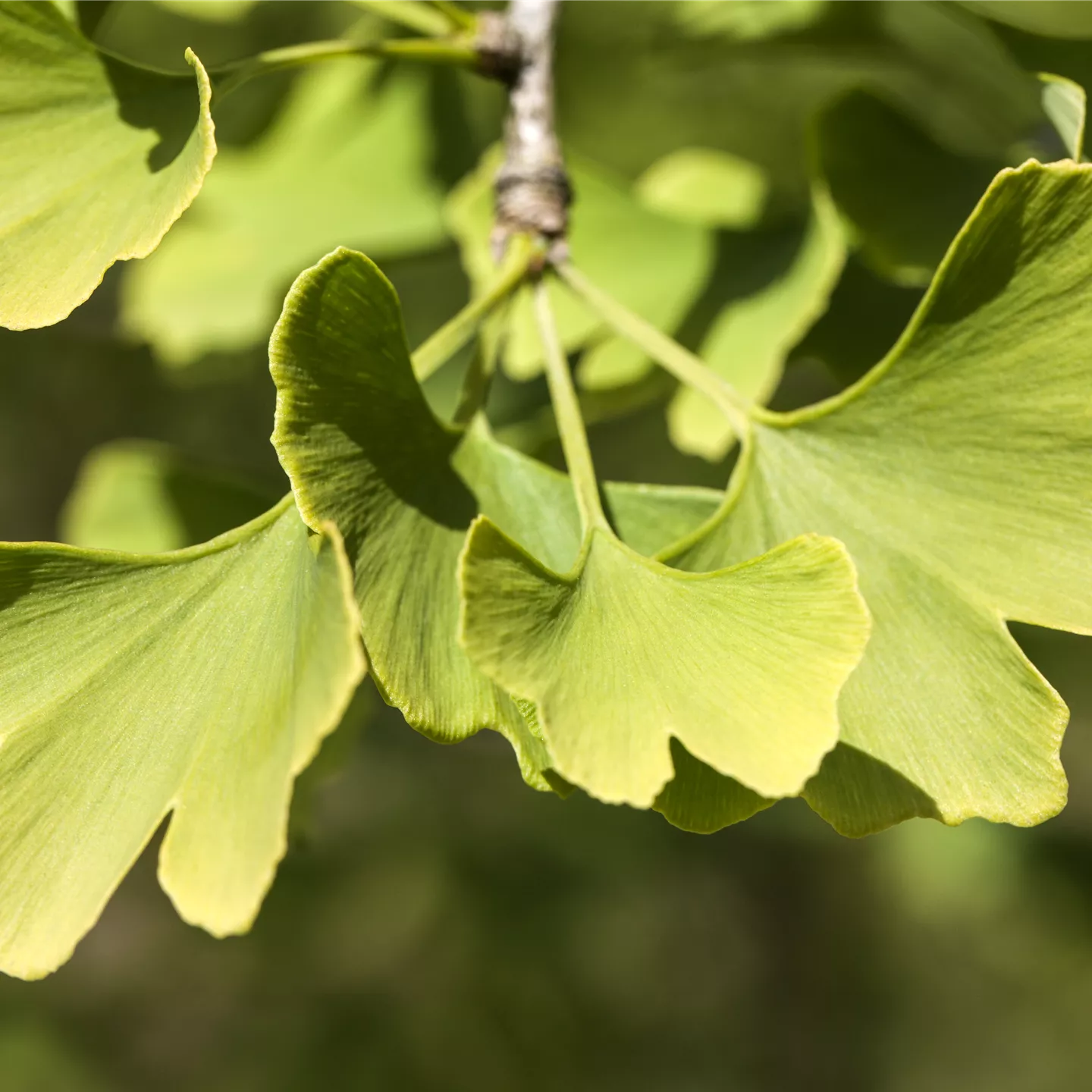 Ginkgo biloba 'Menhir' -R-